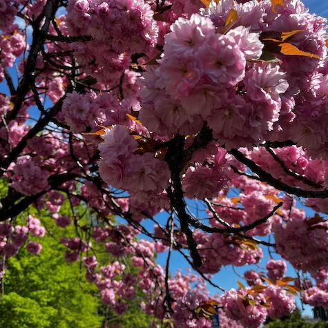 Melies Kirschblüten-Hanami