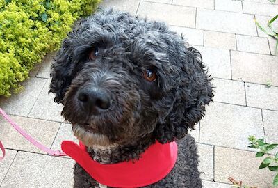 Unser Therapiehund Lotti