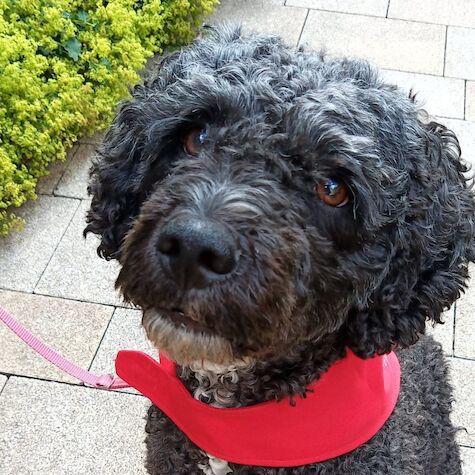 Lotti, unser Therapiehund braucht Ihre Unterstützung